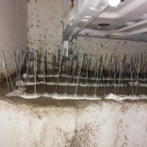 דוקרנים מתכתיים למניעת קינון יונים על קיר בטון