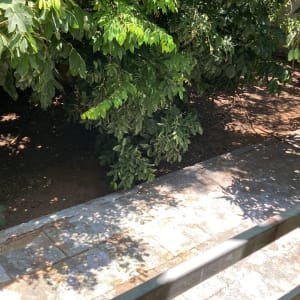 עצים וקרקע בגינה עם צל על שביל אבן