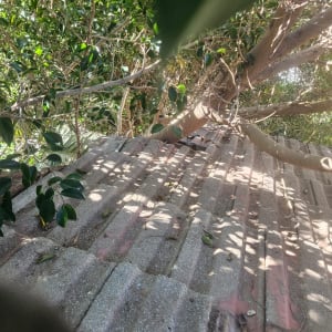 גג רעפים עם עלים וענפים מסביב