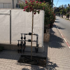 עץ קטן עם פרחים ליד מערכת השקיה ברחוב