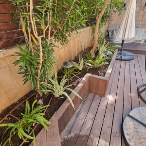 צמחים ושתילים בגינה עם שביל עץ