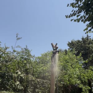 אדם גוזם עץ גבוה עם מסור חשמלי