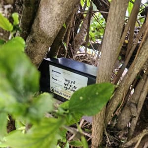 קופסת פיתיון שחורה בין ענפי עץ