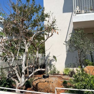 עצים ושיחים בגינה עם אדמה חשופה