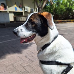 כלב עם רצועה שחורה באימון חוץ