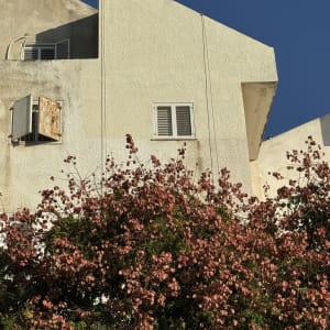 קיר בניין עם חלון ומזגן, צמחייה בחזית