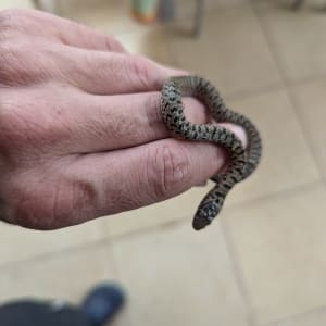 אדם מחזיק נחש קטן בידו