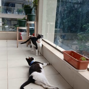 חתולים על מרפסת עם צמחים ועציצים