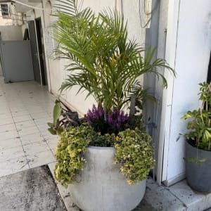 עציץ גדול עם צמחים ליד קיר חיצוני