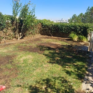 דשא ירוק עם עץ קטן ושיחים מסביב לגינה