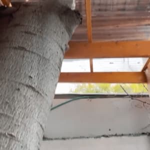 עץ עובר דרך תקרה עם מסגרת עץ