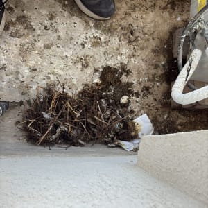 קיני יונים מוסרים מפינת בניין