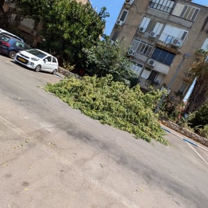 ערימת ענפים גזומים על הכביש ליד עצים