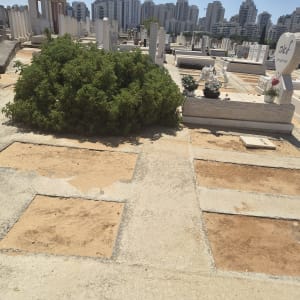 בית קברות עם צמחייה וקברים ברקע