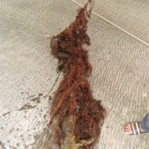 שורשים רטובים על רצפה מרוצפת ליד רגל אדם