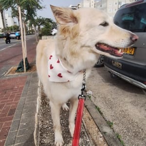 כלב עם בנדנה לבנה עם לבבות אדומים מטייל ברחוב