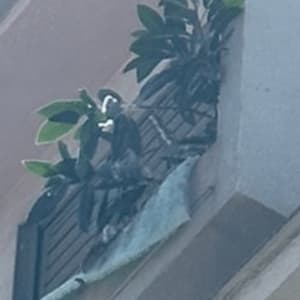 צמח ירוק על מרפסת עם מעקה ברזל