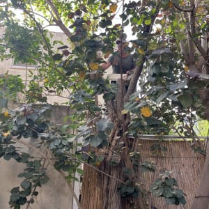 אדם גוזם עץ בגינה עם עלים ירוקים