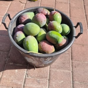 דלי מלא פירות על רצפת לבנים