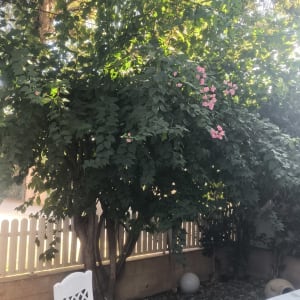 עץ עם פרחים ורודים בגינה, כיסא פלסטיק ושולחן