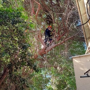Person climbing tree with ropes for pruning work