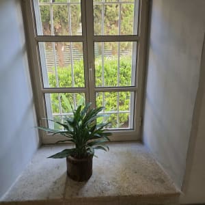 חלון עם סורג וצמח בעציץ על אדן החלון