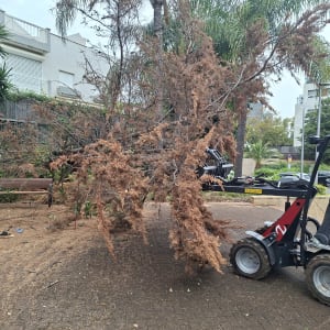 מכונה חותכת ענפים יבשים בגינה עירונית