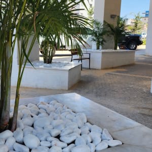 עציץ עם חלוקי נחל וצמח ירוק גבוה