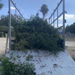 ענפי עצים על משטח מתכת בגינה