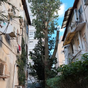 עץ גזום בין בניינים עם שמיים כחולים