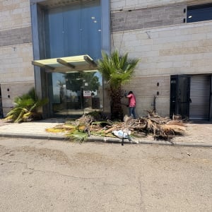 אדם גוזם עצי דקל ליד בניין