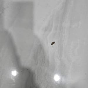 תיקן מת על רצפה, רלוונטי להדברה