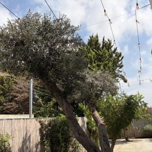 עץ זית מעוצב בגינה פרטית עם גדר במבוק ותאורת חצר