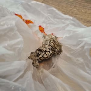 כוורת דבורים בתוך שקית פלסטיק