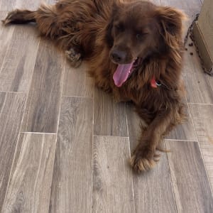 כלב חום שוכב על רצפת עץ