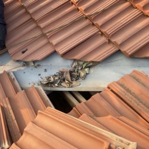 רעפים כתומים על גג עם עלים יבשים