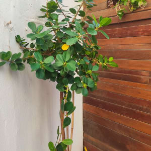 עץ קטן בעציץ עם עלים ירוקים