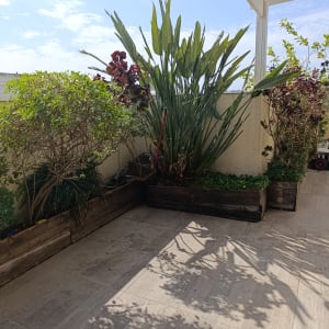 צמחים ירוקים ופרחים במרפסת עם שמש