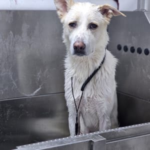 כלב רטוב באמבטיה מתכתית, כנראה בטיפול טיפוח