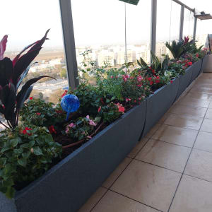 עציצים עם פרחים צבעוניים במרפסת