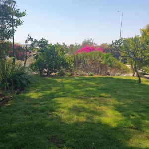 דשא ירוק עם עצים ושיחים בגינה