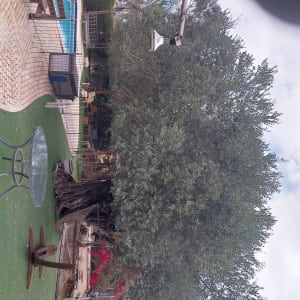 עץ גדול ליד בריכה בגינה מטופחת