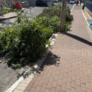 ענפי עצים גזומים על מדרכה ליד כביש