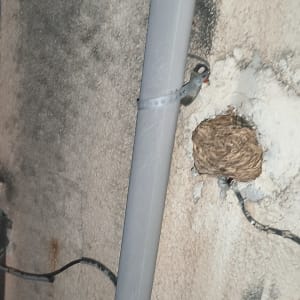 קיר עם צינור וקן צרעות