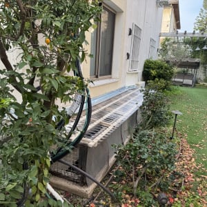 עץ עם פירות כתומים ליד מבנה בגינה