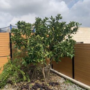 עץ עם עלים ירוקים בגינה, מוקף באבנים וצמחייה נמוכה.