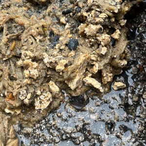 פסולת רטובה ומלוכלכת על הקרקע