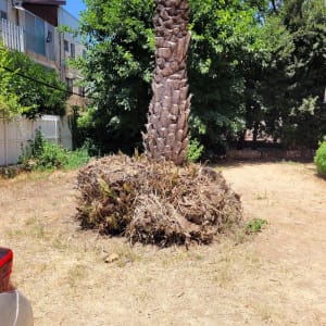 עץ דקל גזום עם עלים יבשים על הקרקע