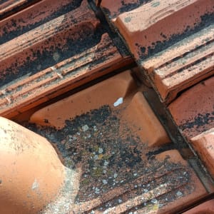 רעפים עם סימני שחיקה ועובש על הגג