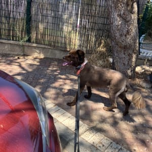 כלב עם רצועה ליד עץ וגדר